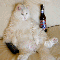 1213298269413438.gif
