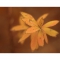 1221938907388504.jpg