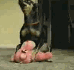 1223213221895046.gif