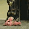1223213221895046.gif