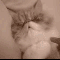 1250239317397549.gif