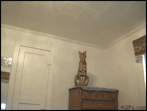 1255382804630220.gif