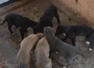 1256857420387364.gif