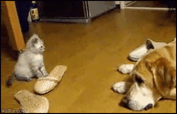 1256863627178132.gif