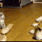 1256863627178132.gif