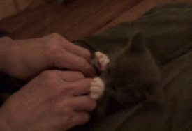 1262462696171855.gif