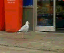 1273946537323994.gif