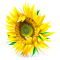 1280926663921610.png