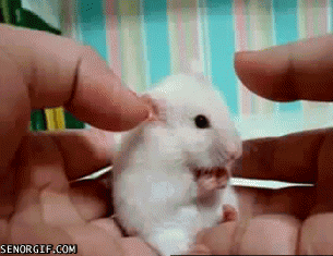 1289291995624275.gif