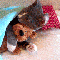 1292104031840247.gif