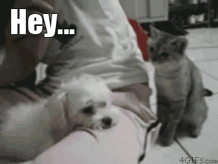 1292943124931467.gif