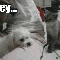 1292943124931467.gif