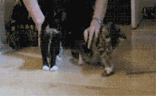 1295278657620080.gif