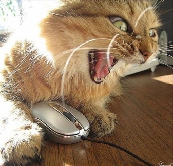 angry-cat.jpg