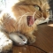 angry-cat.jpg