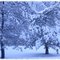 snow4.jpg