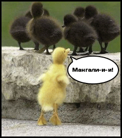 ducks_yellow_black.gif