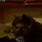 6f2fac61-a65d-40ba-ab95-5fd6d1ae4e65.gif
