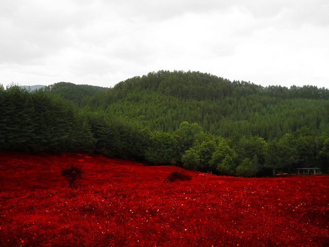 BULGARIA_by_j0rdancho.jpg