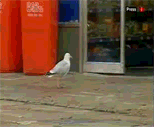 tumblr_lgtfzxkKaK1qbay3c.gif