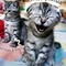 comedy cats.jpg