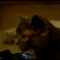 585f9711914fc70038ee8f0ca6828921.gif