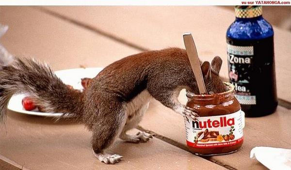 Nutella-squirrel.jpg