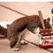 Nutella-squirrel.jpg