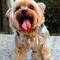 yorkie.jpg