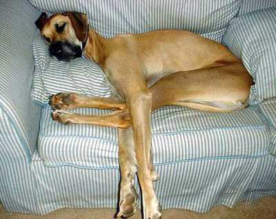 asleep-dog.jpg