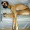 asleep-dog.jpg