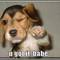 loldog-funny-pictures-you-got-it-babe.jpg