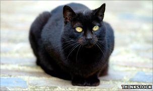 _51963820_blackcat_thinkstock.jpg