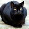 _51963820_blackcat_thinkstock.jpg