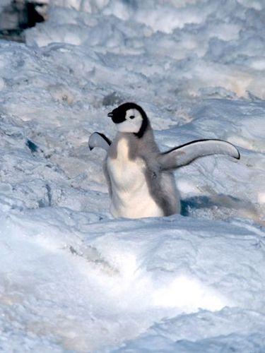 emperor-penguin-baby_522_600x450.jpg