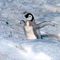 emperor-penguin-baby_522_600x450.jpg