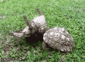 3edf2af9-c70f-4262-82b7-9182237551d1.gif