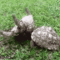 3edf2af9-c70f-4262-82b7-9182237551d1.gif