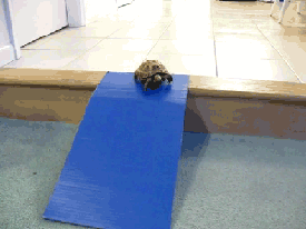 tumblr_lk4g2hFeie1qbfnhro1_400.gif