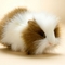 fluffy_guinea_pig-8235.jpg