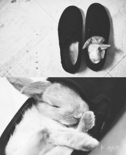 tumblr_lkmqx8X4t31qfmy7lo1_500.jpg
