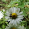 DSC02130.JPG