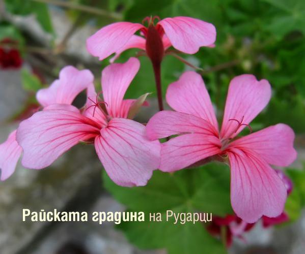 tmp951a3901b226da39c781f8185f9182ac.jpg