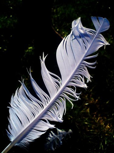 feather_from_fairplay_pigeons_by_gogata2427-d3i10rb.jpg