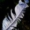 feather_from_fairplay_pigeons_by_gogata2427-d3i10rb.jpg