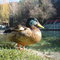 a_duck_by_gogata2427-d3i3iw0.jpg