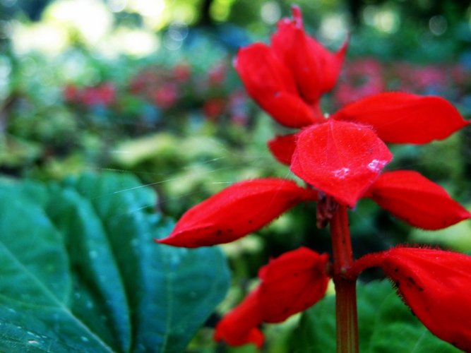 a_flower_by_gogata2427-d3ibau7.jpg