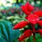 a_flower_by_gogata2427-d3ibau7.jpg