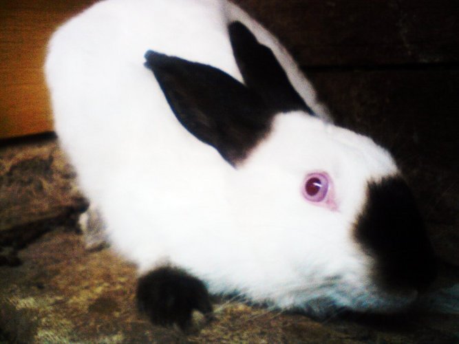 my_rabbit_by_gogata2427-d3ifr46.jpg