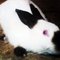 my_rabbit_by_gogata2427-d3ifr46.jpg